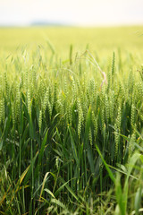 Close up of wheat field.