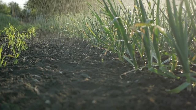 garlic field in the vegetable garden