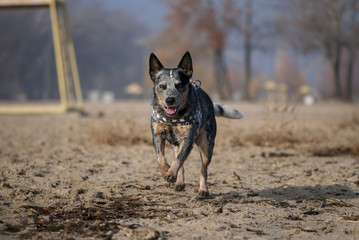 Australian Cattle Dog on sandy river beach.