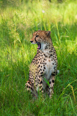 African cheetah, Masai Mara National Park, Kenya, Africa. Cat in nature habitat. Greeting of cats (Acinonyx jubatus)