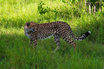 African cheetah, Masai Mara National Park, Kenya, Africa. Cat in nature habitat. Greeting of cats (Acinonyx jubatus)