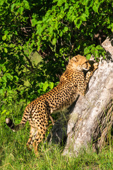 African cheetah, Masai Mara National Park, Kenya, Africa. Cat in nature habitat. Greeting of cats (Acinonyx jubatus)