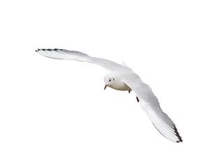 Different types of gulls. A series of photos. Isolated © yevgeniy11