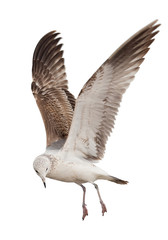 Different types of gulls. A series of photos. Isolated © yevgeniy11