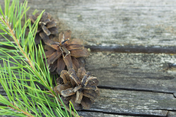 Branch of spruce with cones on a dilapidated wooden background, copy space, space for text