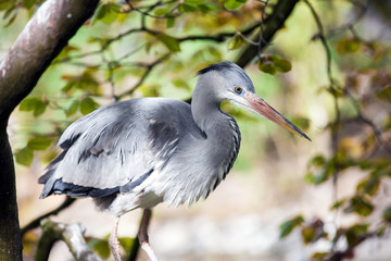 Grey heron bird on the tree