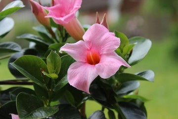 Pink blühende Mandevilla, Dipladenia, Blüten und Blätter, Nahaufnahme mit selektivem Fokus