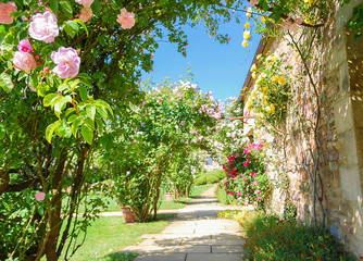 Non focus scene arch plant rose blossoms mixcolors climbing with pink, and red and green fresh leaves in summer garden with background walkway, beautiful enviroment at castle holiday summer concept