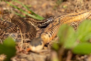 Adder and toy 2