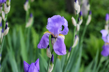 Irises. Flowers in the garden. Spring
