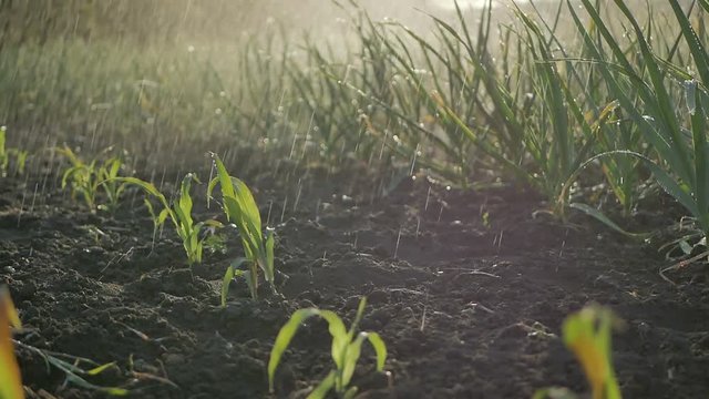 Leaves of garlic in the garden with irrigation
