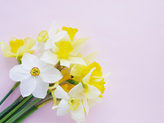 Flowers white and yellow daffodils on a colored background, top view, flat layout. 