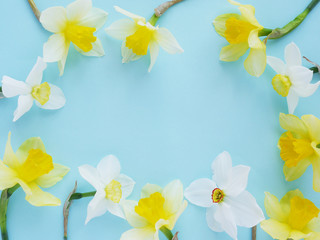 Flowers white and yellow daffodils on a colored background, top view, flat layout. 