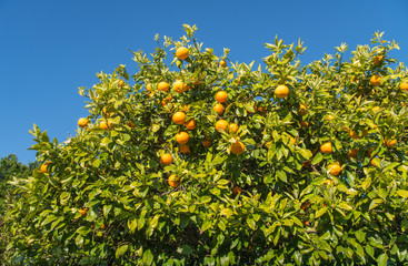 Fototapeta na wymiar Cropped shot view of New Zealand grapefruit (Poor man's Orange) on grapefruit tree.
