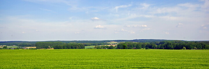 Blick auf den UEDEMER HOCHWALD ( bei Xanten - Niederrhein )