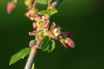 Blackcurrant flowers