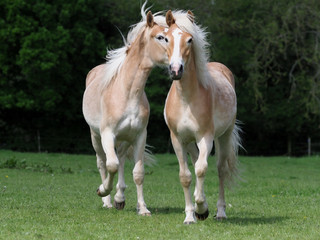 A group of young horses