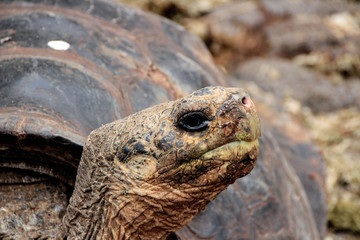 Obraz premium Riesen Schildkröten auf den Galapagos Inseln