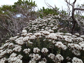 Fynbos-flowers4