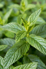 Grüne Minze, Mentha spicata © Mario Hoesel