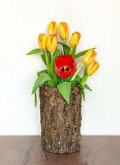 Spring flower arrangement with yellow tulips and a single red tulip. Tulips in the bark of a tree. Interior decoration.