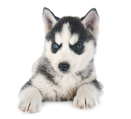 puppy siberian husky