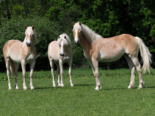 Naklejka na ściany i meble A group of young horses