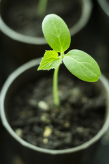 A small green cucumber sprout in a pot with soil, close-up. Ecology concept