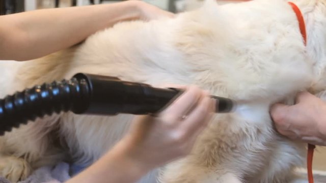 Drying the Golden Retriever in the grooming salon. Professional care for the dog.