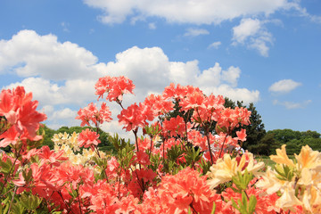 rampant flowering of spring rhododendrons