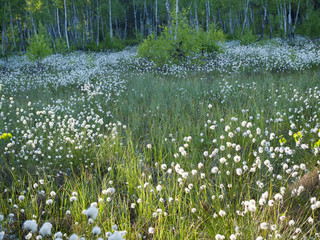 Kwitnąca wełnianka (Eriophorum) na Bagnach Biebrzańskich © JDziedzic