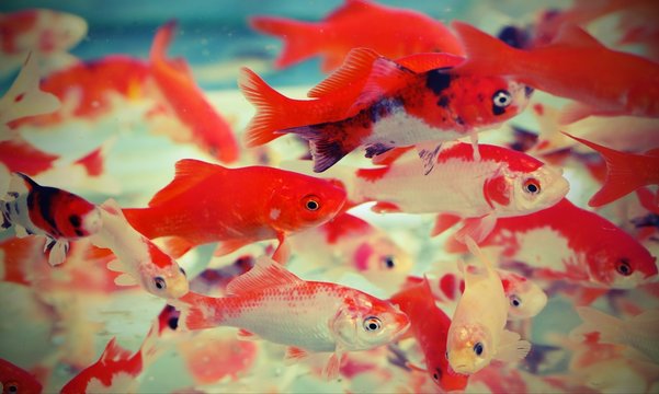 goldfish in the aquarium of a pet shop