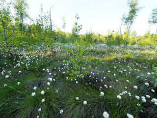 Kwitnąca wełnianka (Eriophorum) na Bagnach Biebrzańskich © JDziedzic
