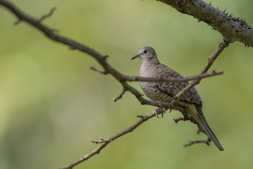 Inca Dove - Columbina inca, beautiful brown dove from New World, Costa Rica.