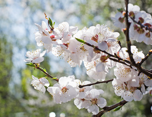 Apricot blooming in the garden. Beautiful spring seasonal background good for greeting card, wedding invitation, web backdrop.