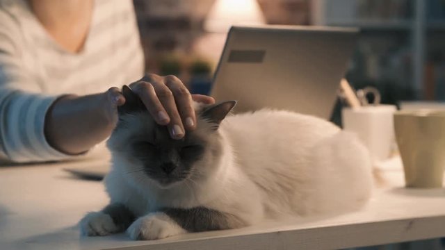 Woman working with a laptop and cuddling her cat