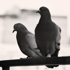 two dove sitting outside