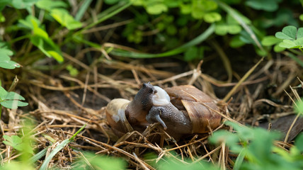 Couple Of Snail Mating.