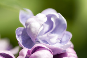 Blooming lilac flowers, spring background