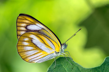 Butterfly On Green Leaf