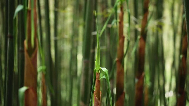 Time Lapse Of Bamboo Shoot Growing In The Bamboo Forest At Sichuan China, 4k