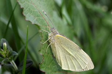Der Rapsweißling wird auch als Grünader Weißling bezeichnet