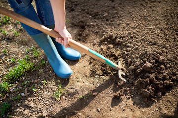 Work in a garden - Digging Spring Soil With Spading fork. Close up of digging spring soil with blue shovel preparing it for new sowing season.