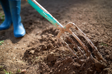 Work in a garden - Digging Spring Soil With Spading fork. Close up of digging spring soil with blue shovel preparing it for new sowing season.