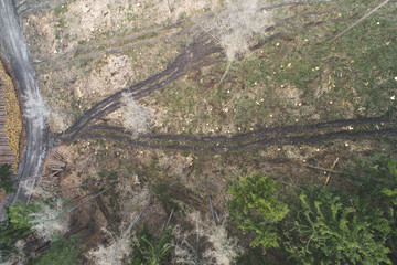 aerial drone flight with copter over deforested forest in austria in march