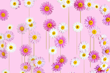 Margeritenblüten weiss und pink von oben  mit Hintergrund in pink Nahaufnahme