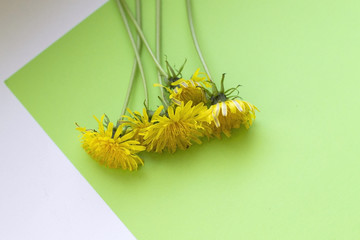 Yellow dandelions on a duo color background