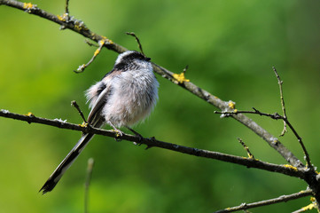 Mésange