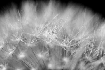 white dandelion as background