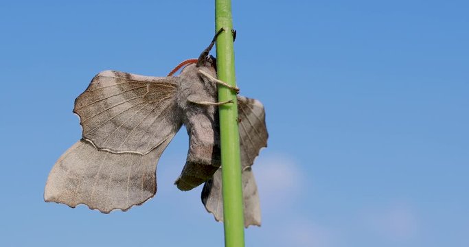 Nahaufnahme Schmetterling Entpuppung